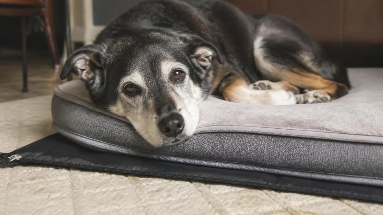 A dog bed with a waterproof protective cover in a home